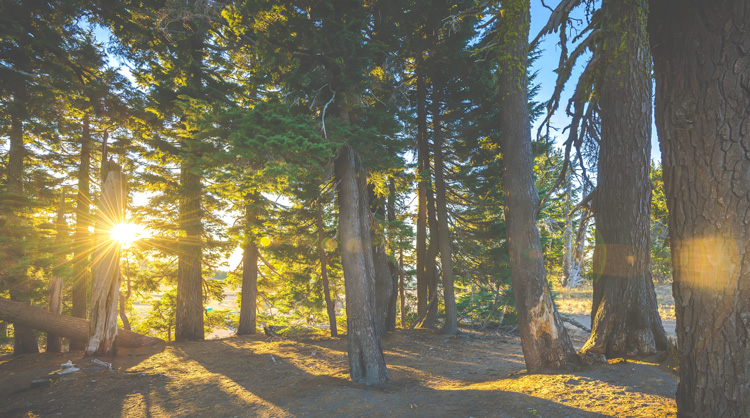 Sunlight filters through the tall pines in Twin Rocks Turnaround Park. Sunlight filters through the tall pines in Twin Rocks Turnaround Park.